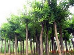 哪里有供應(yīng)山東國槐，上海國槐基地