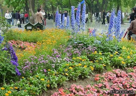 無色草基地| 醡漿草基地 |美女櫻基地| 垂吊牽?；厣裰藁ɑ? onmouseover=